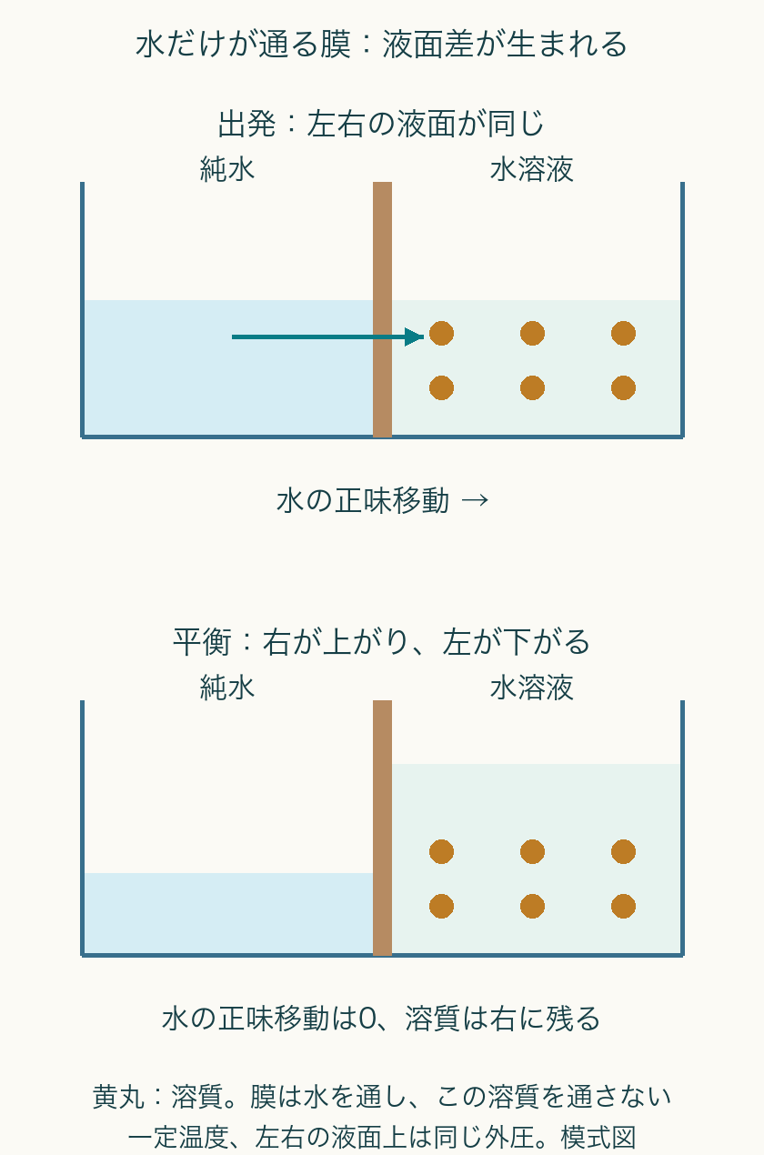 初めは同じ液面。平衡では左が下がり右が上がる。右の溶質の黄丸は前後とも6個。