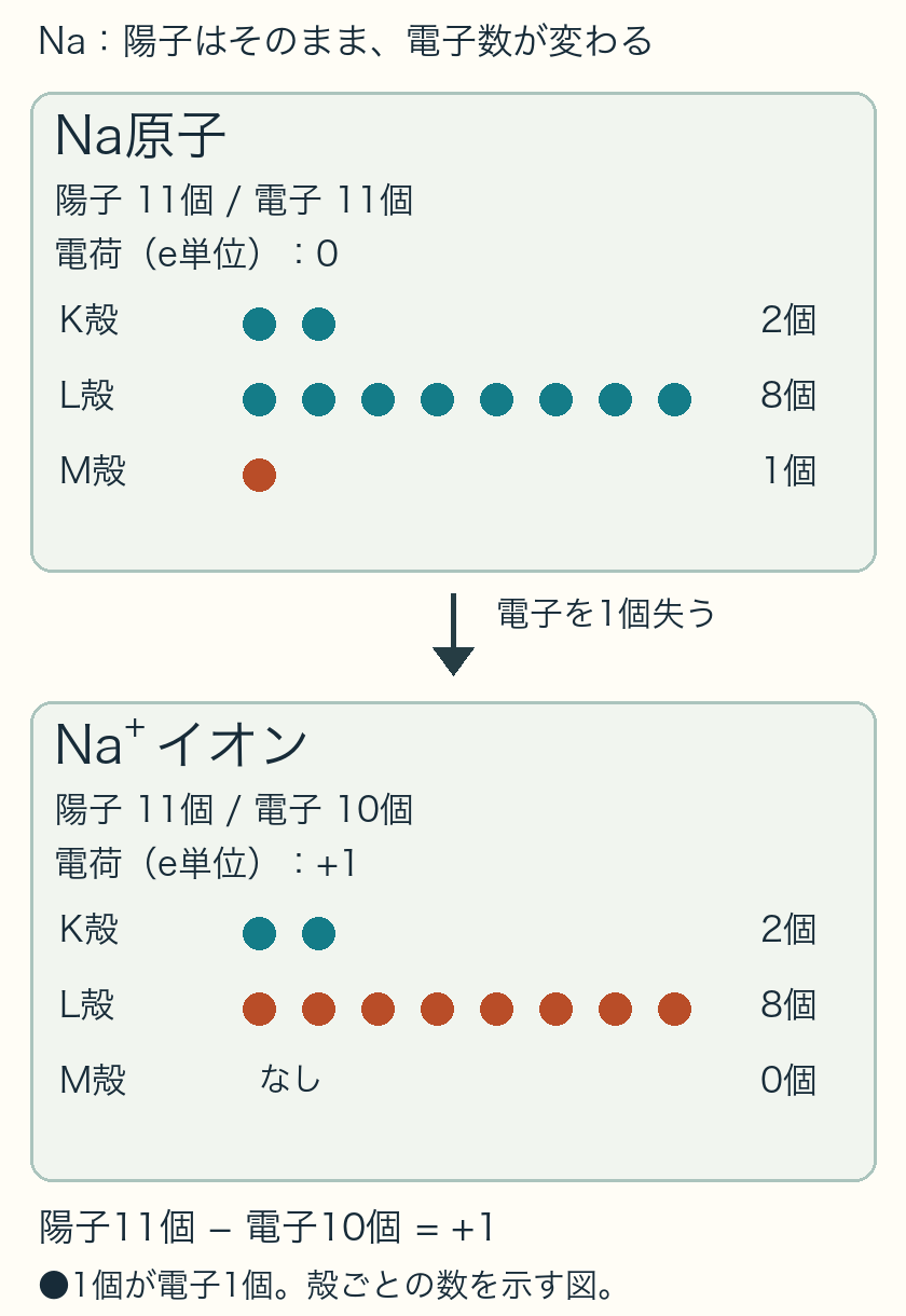 Na原子は陽子11個、電子K2 L8 M1で合計11個。Na+は陽子11個、電子K2 L8 M0で合計10個、電荷+1
